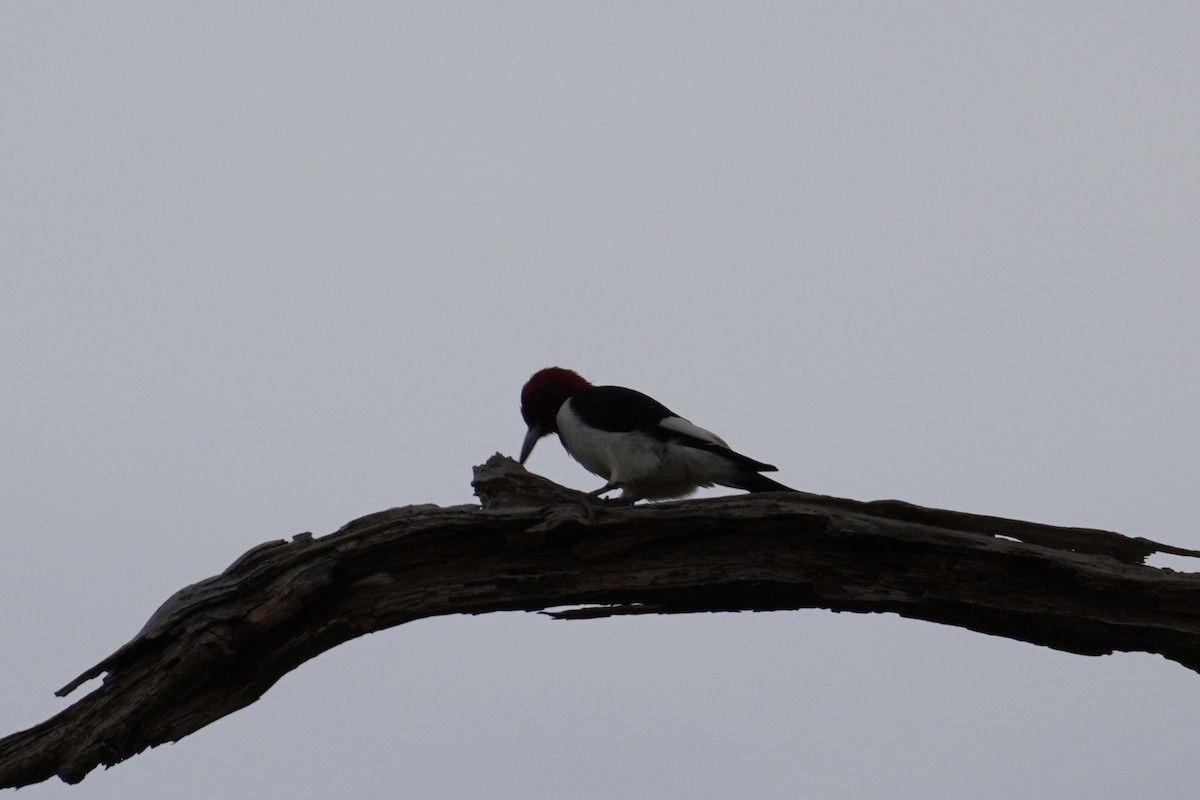 Red-headed Woodpecker - ML612017498