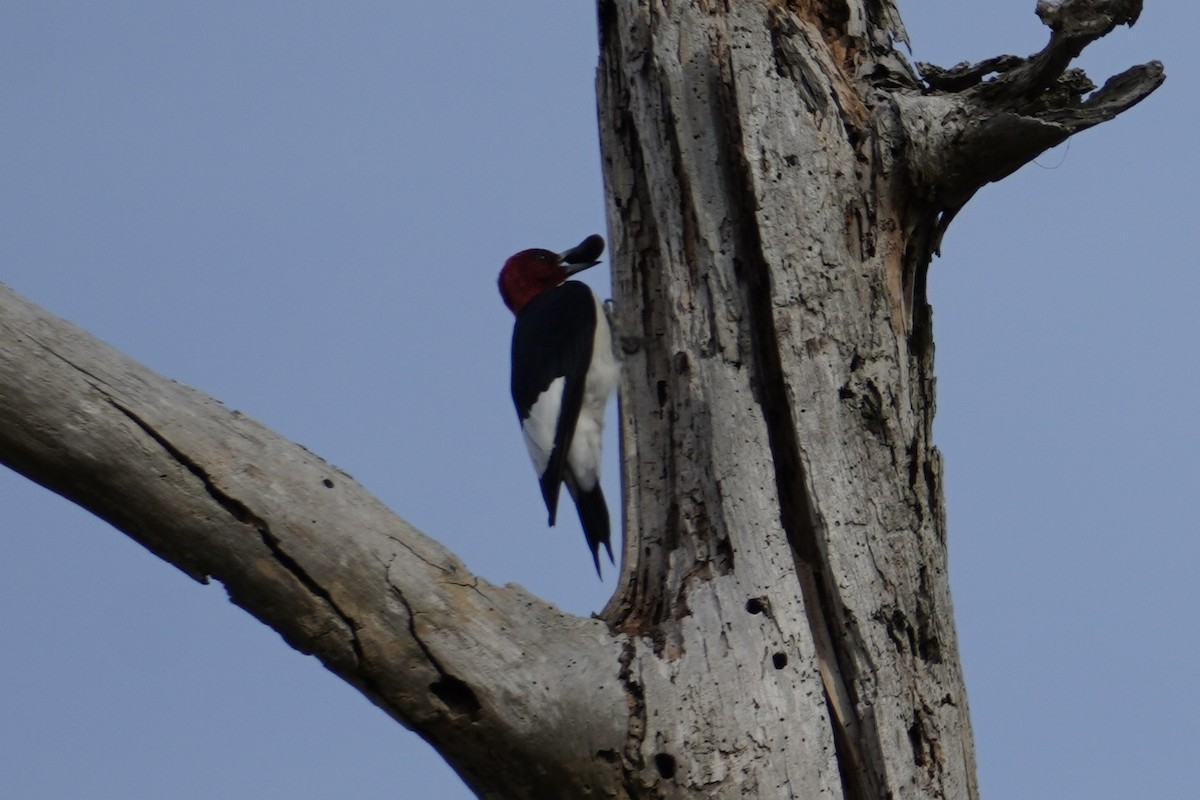 Red-headed Woodpecker - ML612017499