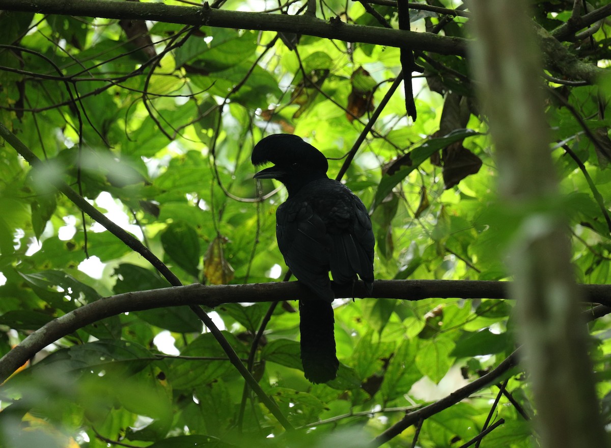 Эквадорская зонтичная птица - ML612017534