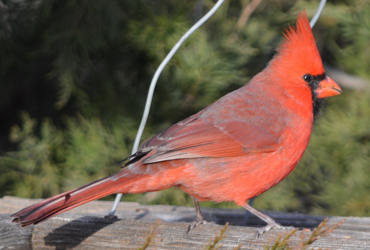 Cardinal rouge - ML612017548