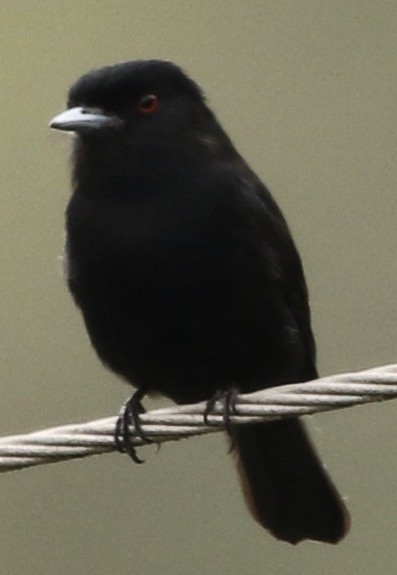 Blue-billed Black-Tyrant - ML612017579