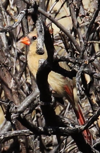 Northern Cardinal - ML612017673