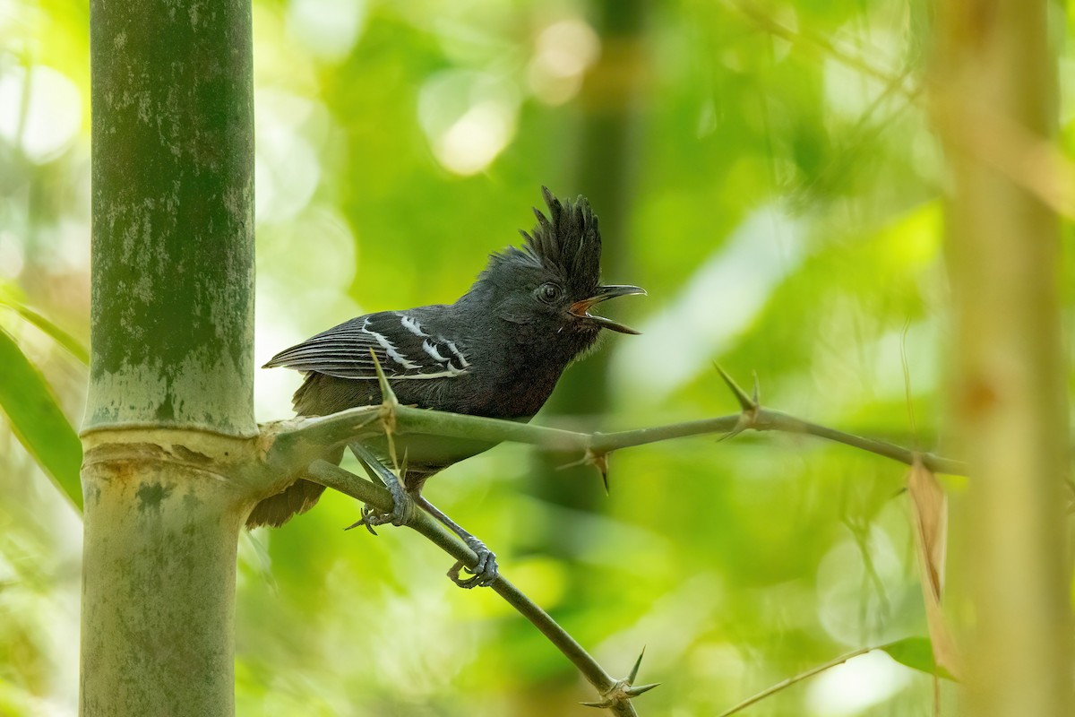 White-lined Antbird - Thibaud Aronson