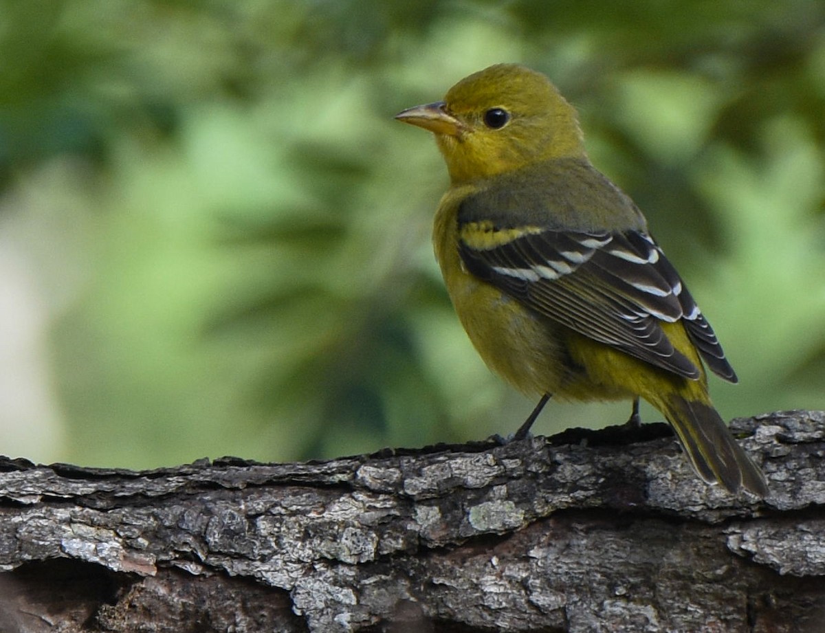 Western Tanager - ML612017706