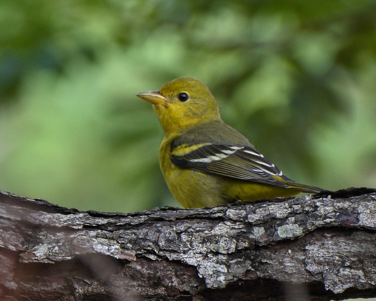 Western Tanager - ML612017707