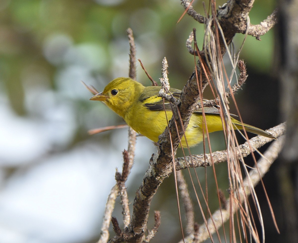 Western Tanager - ML612017709