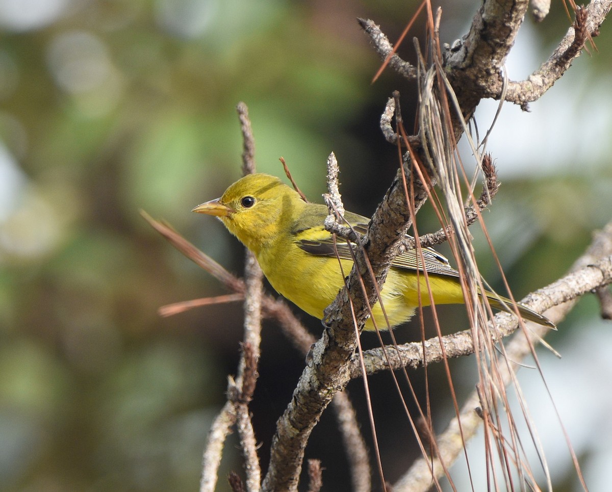 Western Tanager - ML612017710