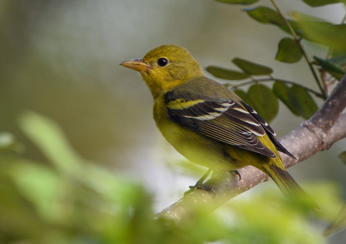 Western Tanager - ML612017711