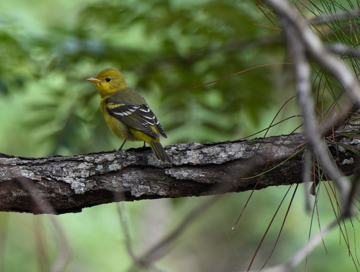Western Tanager - ML612017712