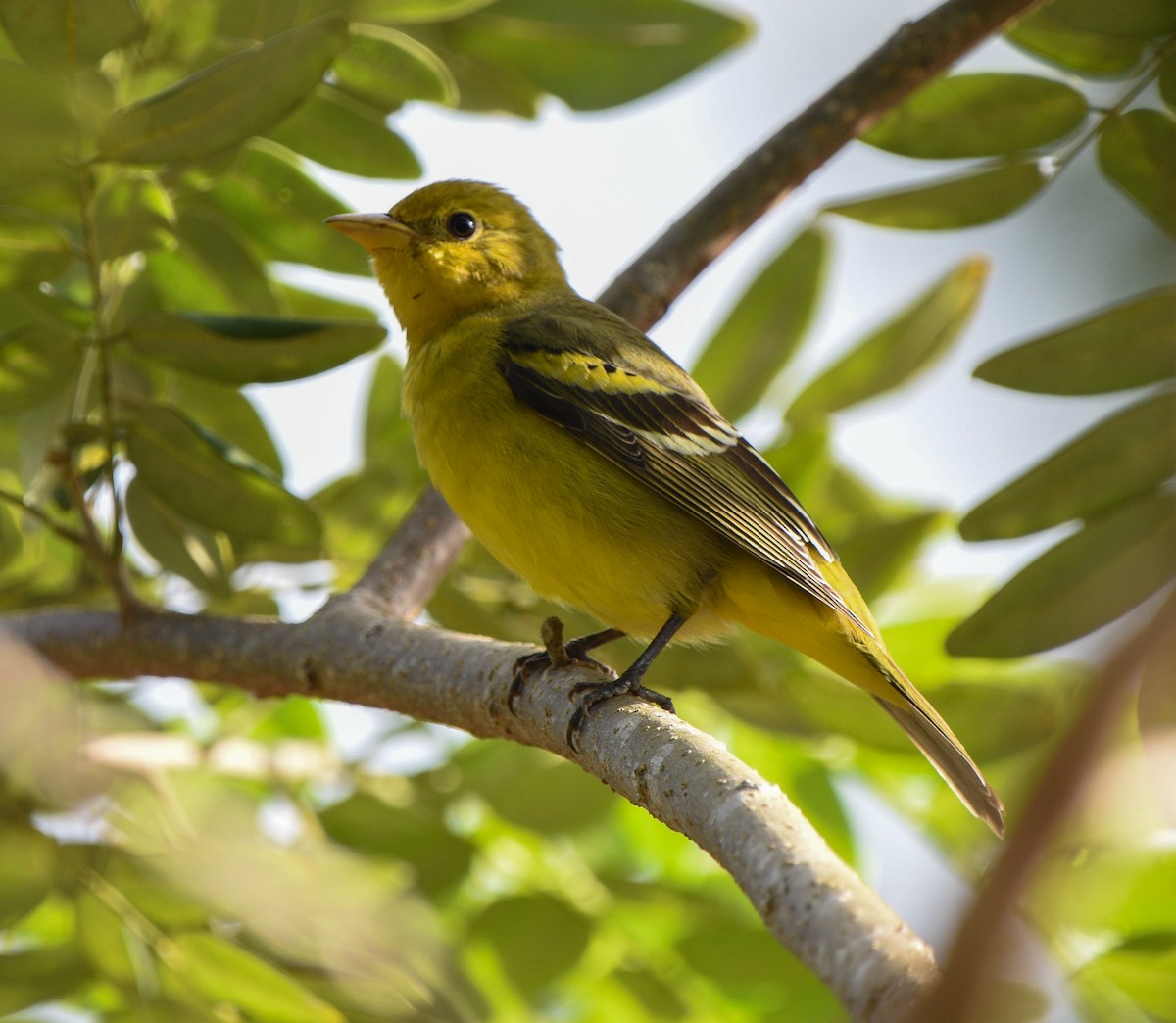 Western Tanager - ML612017713