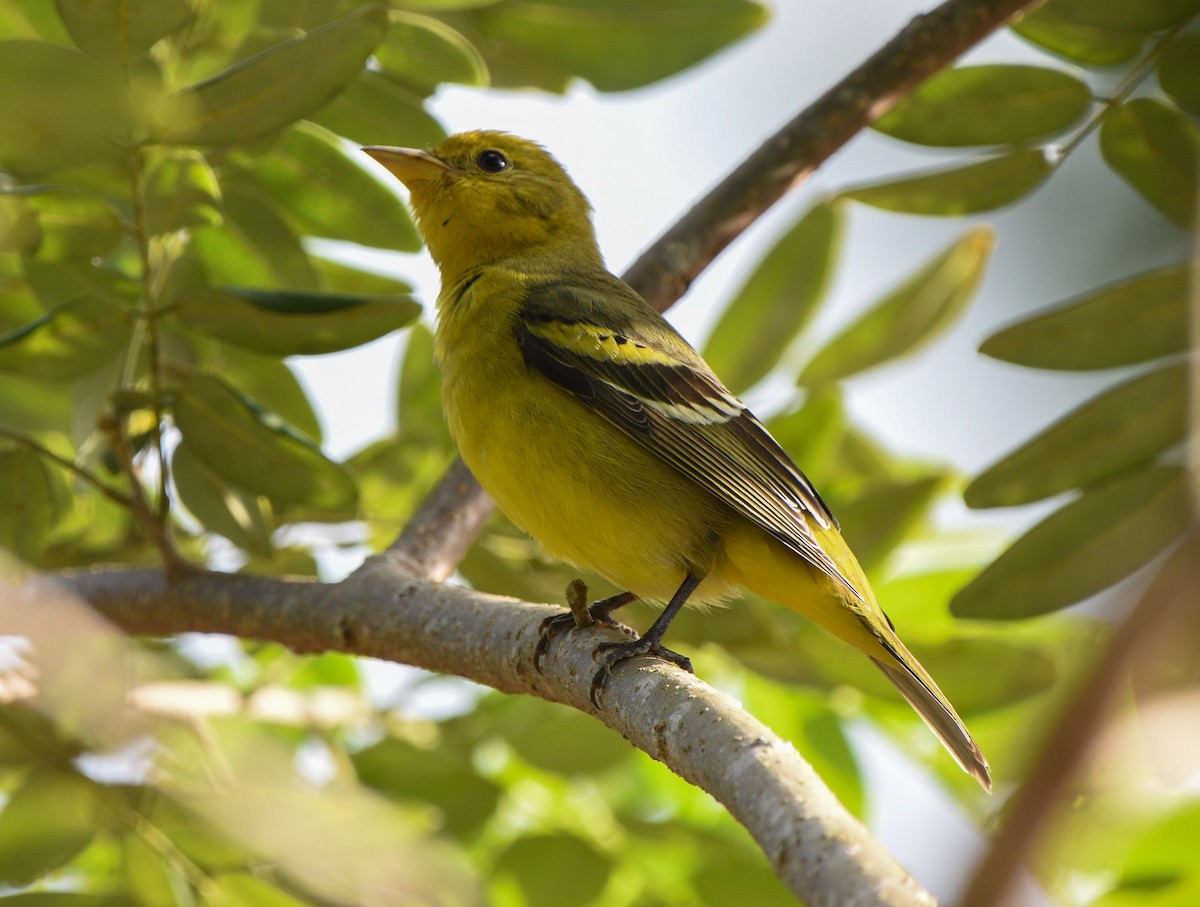 Western Tanager - ML612017714