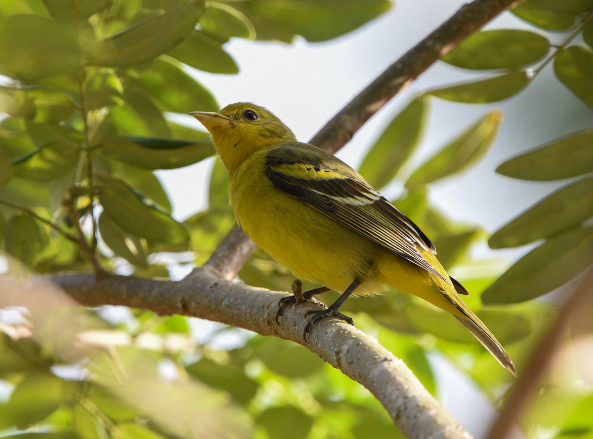 Western Tanager - ML612017715