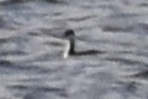 Horned Grebe - ML612017777