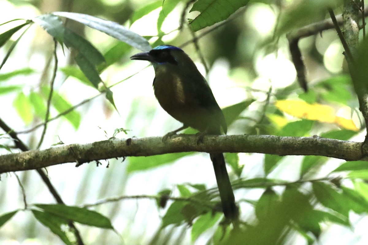 Whooping Motmot - ML612017833