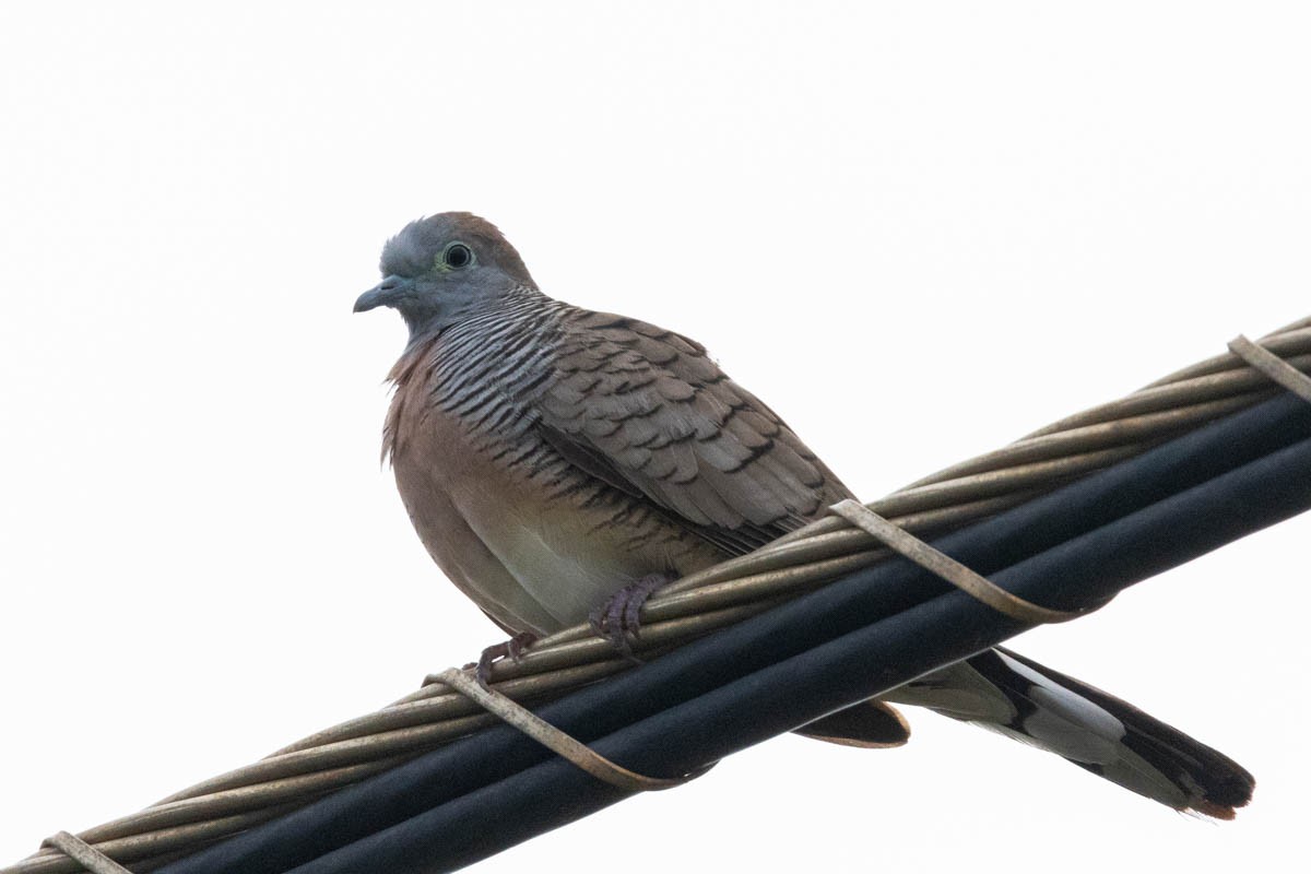 Zebra Dove - ML612017841