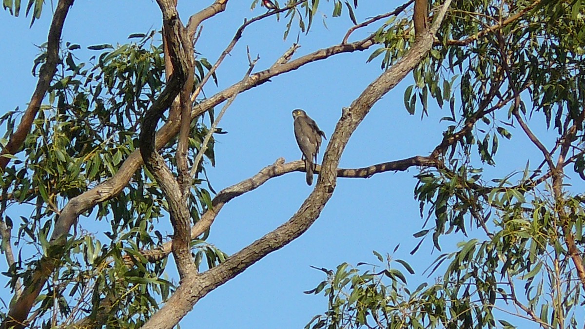 Brown Goshawk - ML612017896