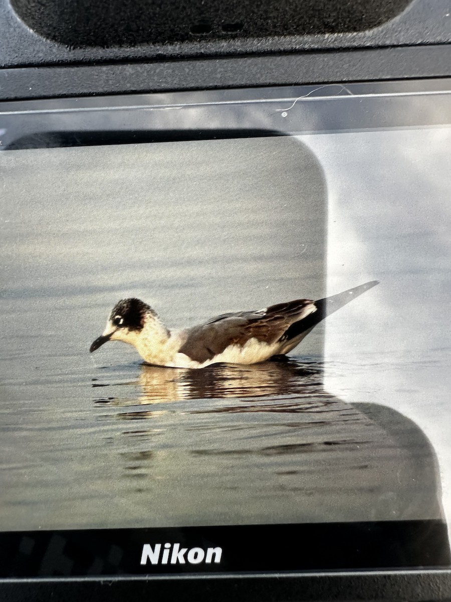 racek vnitrozemský - ML612017902