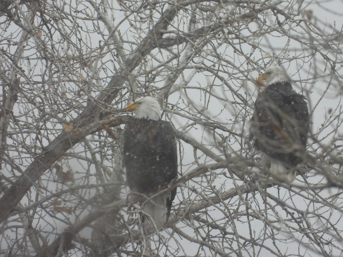 Bald Eagle - ML612017962