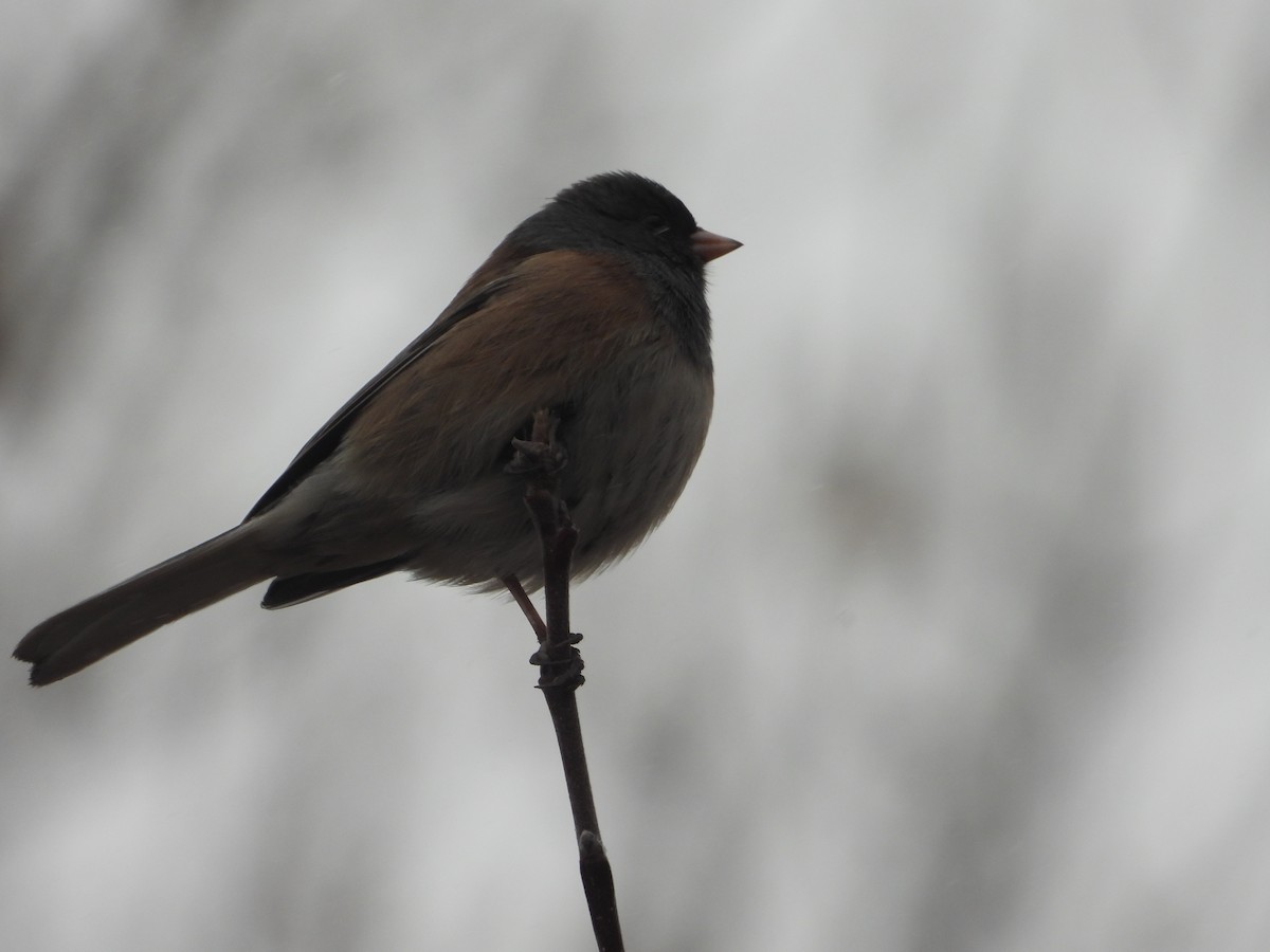 Dark-eyed Junco - ML612017965
