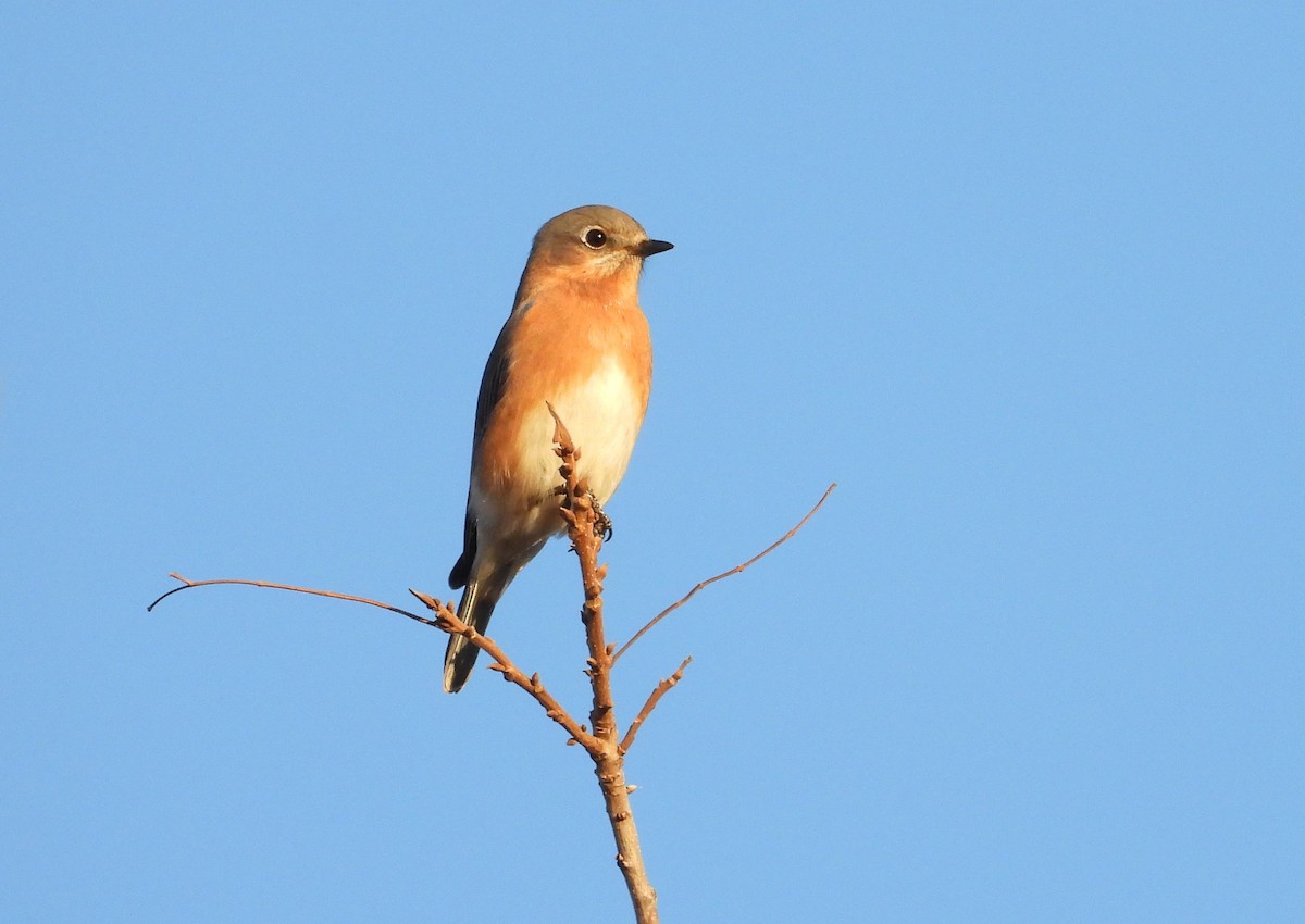 Azulejo Oriental - ML612018038