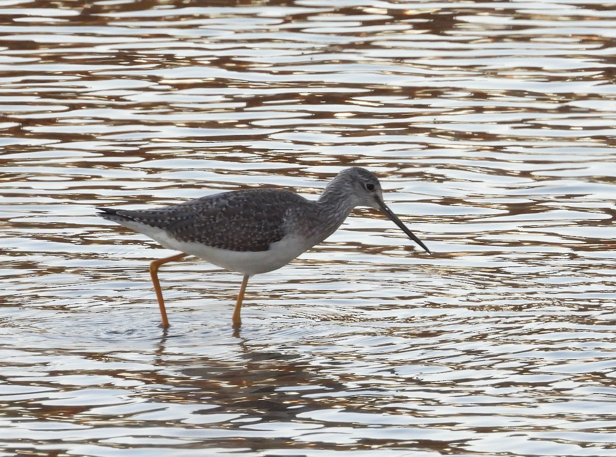 Archibebe Patigualdo Grande - ML612018069