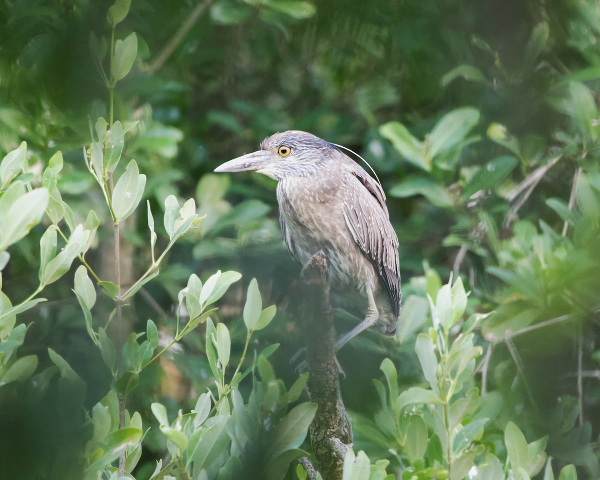 Yellow-crowned Night Heron - ML612018103