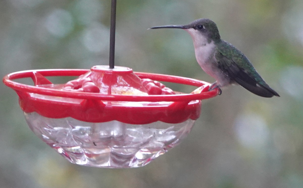Ruby-throated Hummingbird - ML612018117