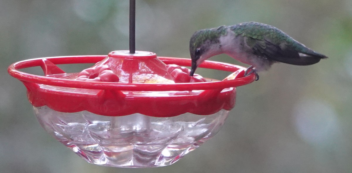 Ruby-throated Hummingbird - ML612018129