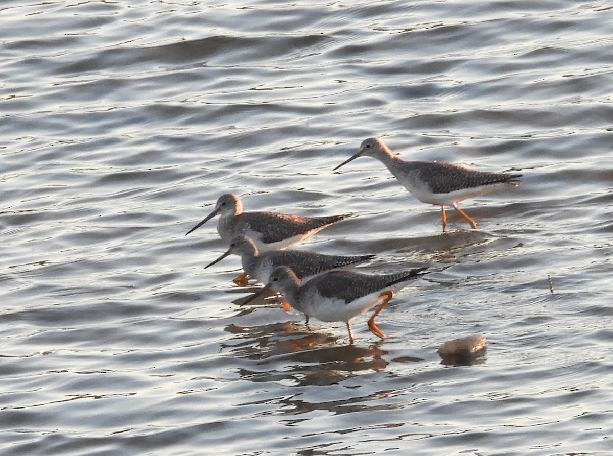 Archibebe Patigualdo Grande - ML612018142