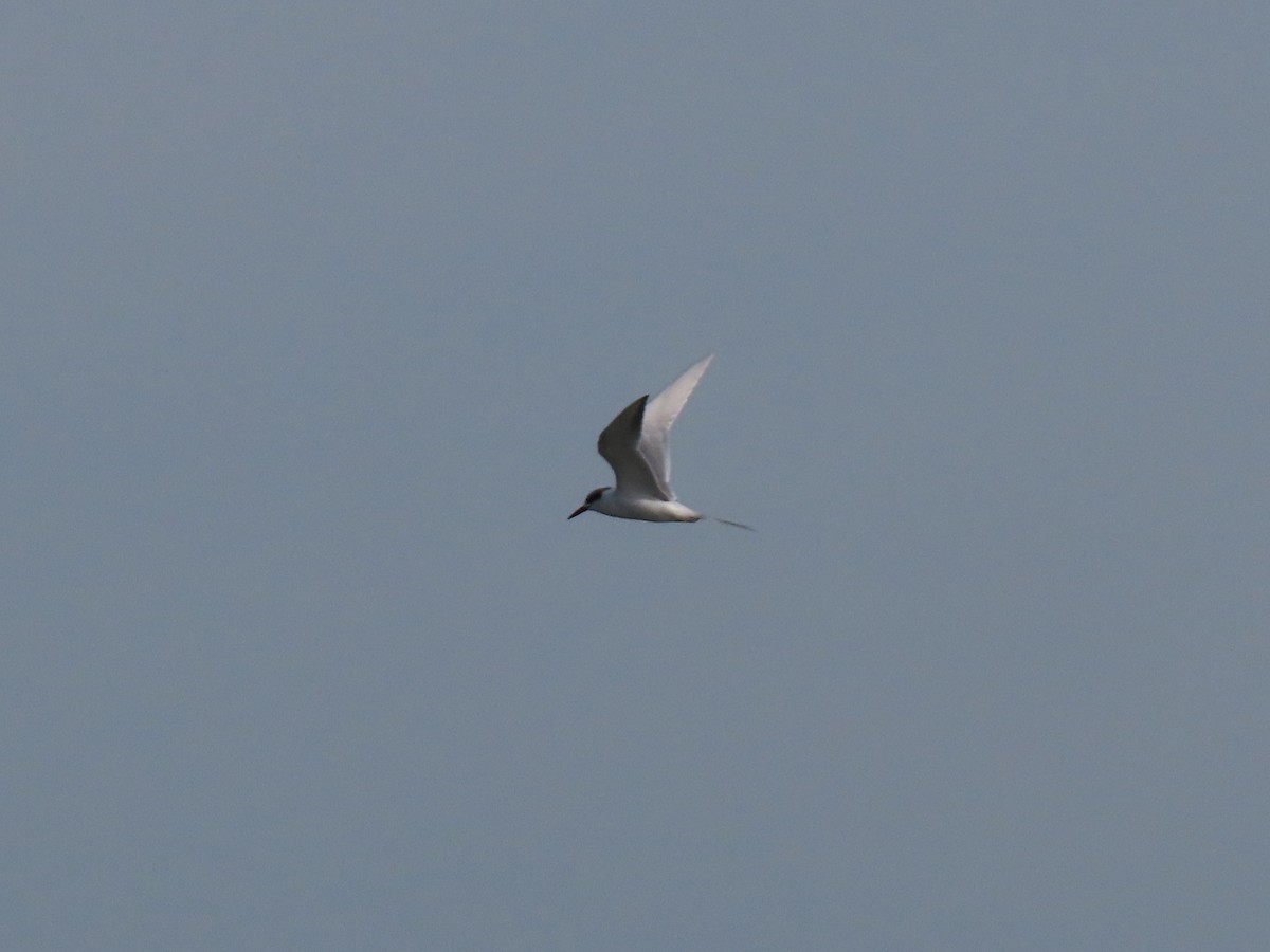 Forster's/Common Tern - ML612018189