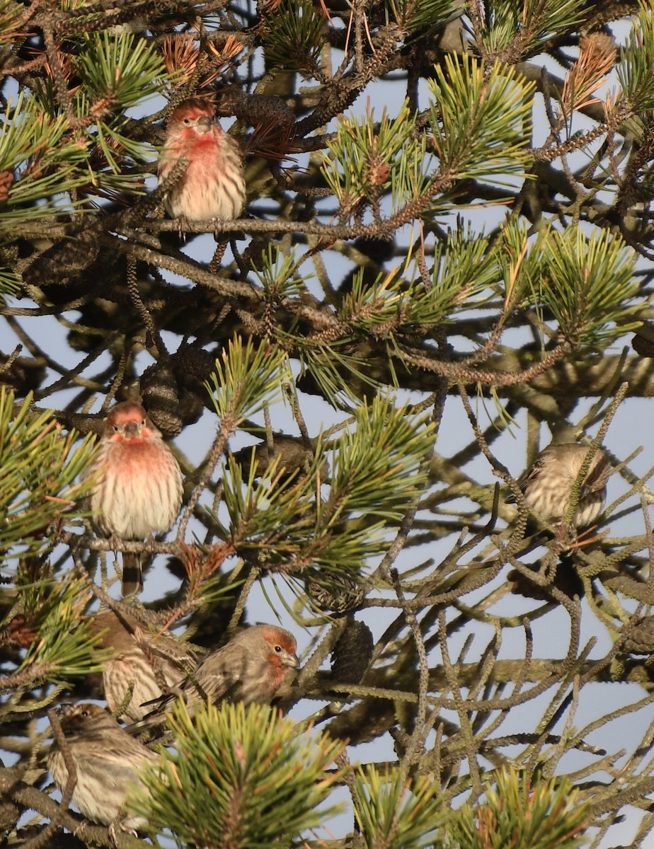 House Finch - John/Linda Mendoza