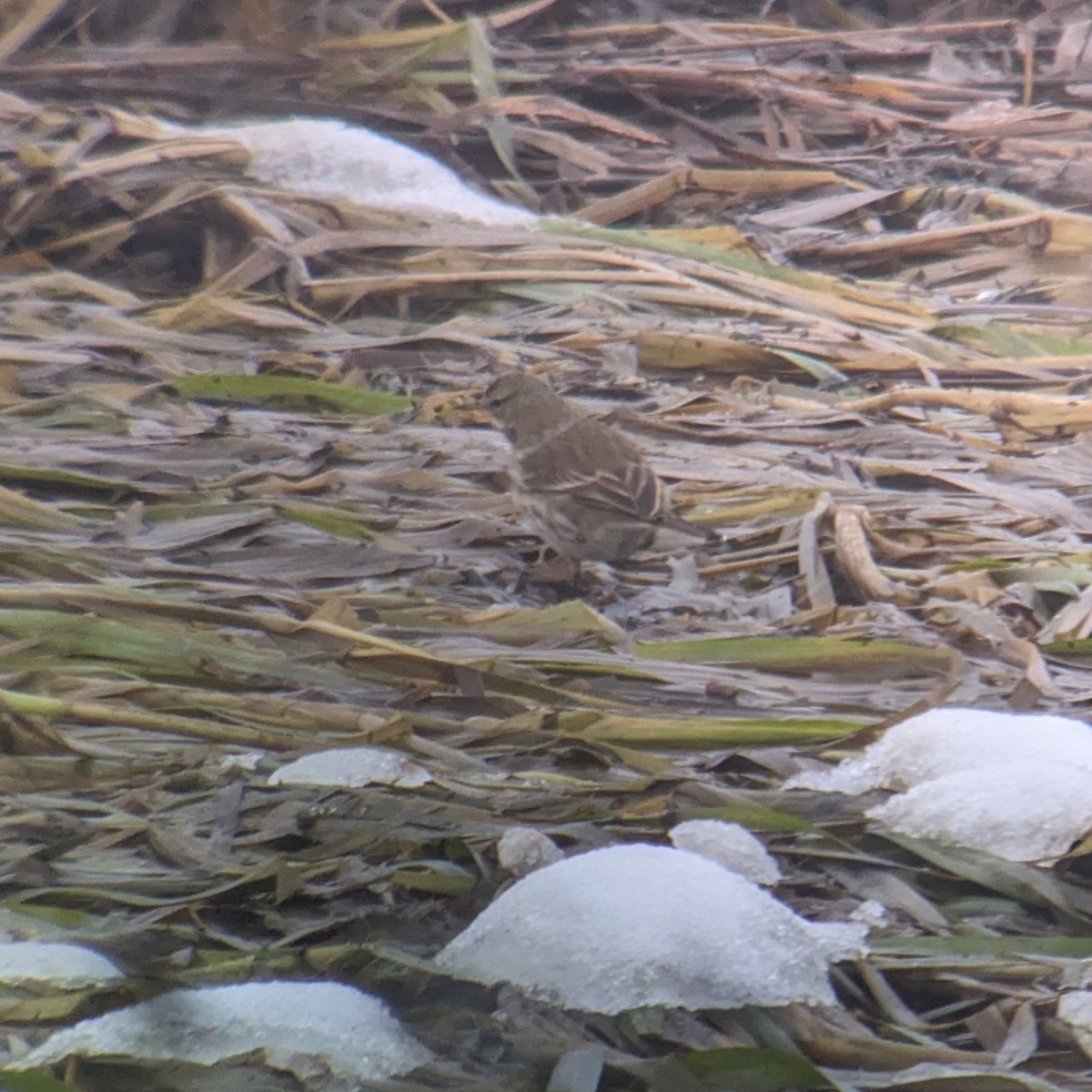 Water Pipit - ML612018297