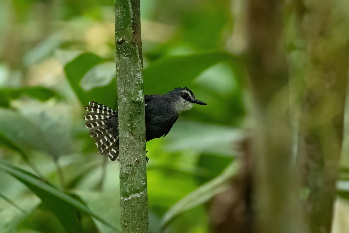 Bindenschwanz-Ameisenvogel - ML612018371