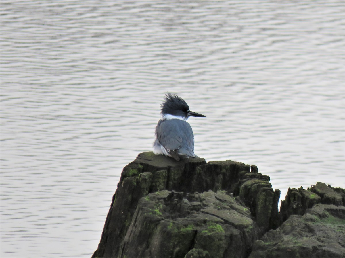 Belted Kingfisher - ML612018515