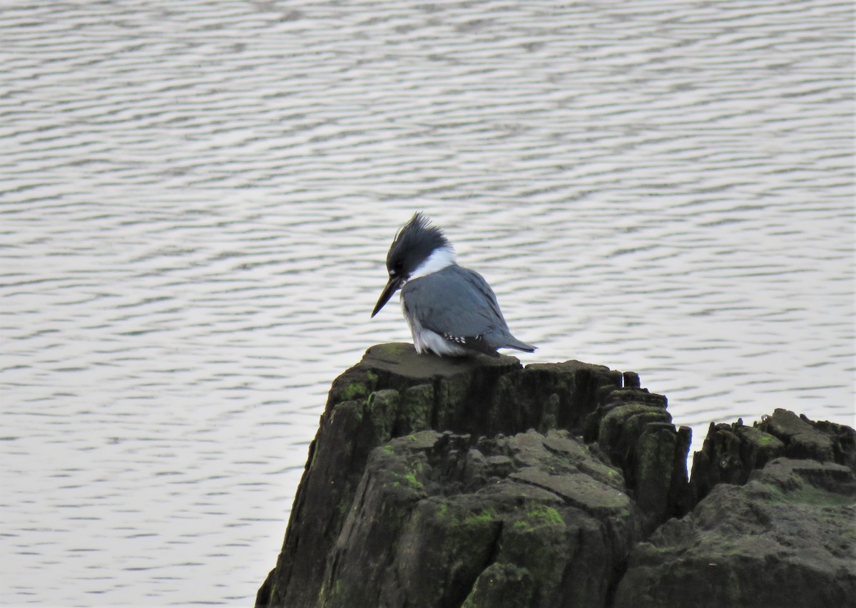 Belted Kingfisher - ML612018516