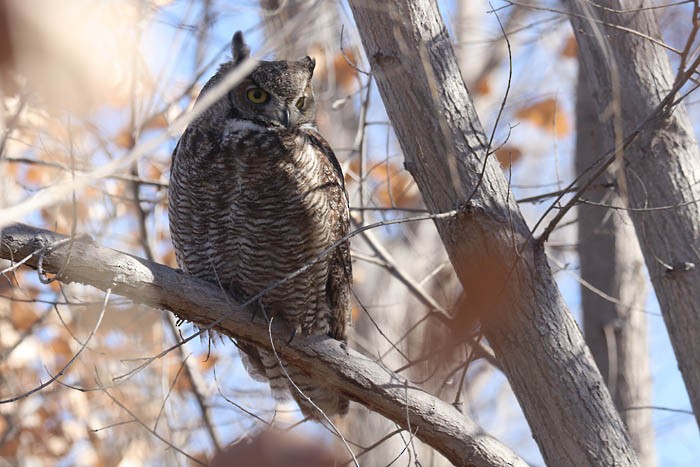 Great Horned Owl - Tony Godfrey