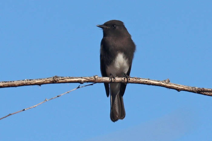 Black Phoebe - Tony Godfrey