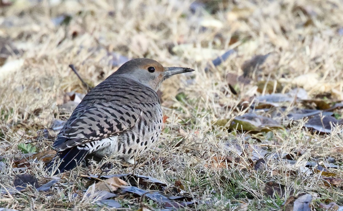 Northern Flicker (Red-shafted) - ML612018539