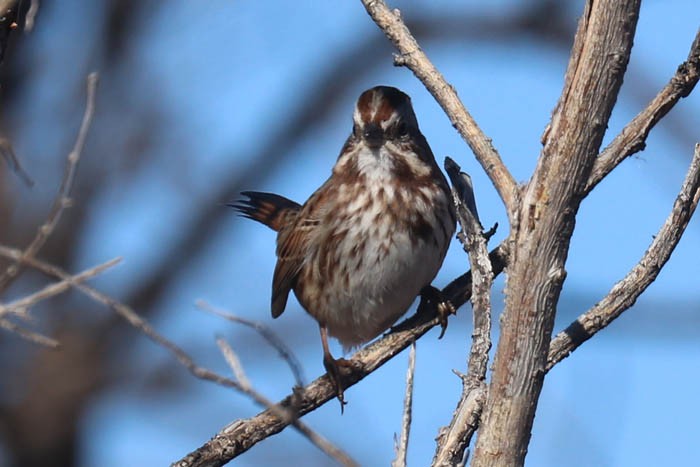 Song Sparrow - Tony Godfrey