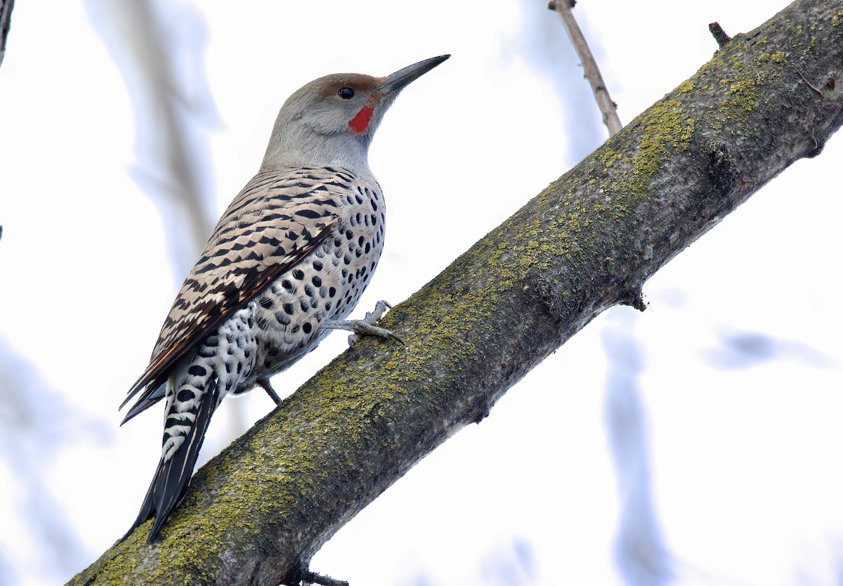 Northern Flicker (Red-shafted) - ML612018604