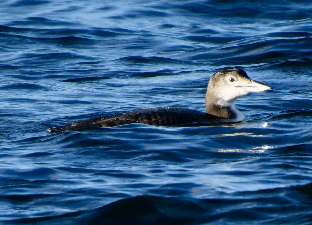 Plongeon huard - ML612018610