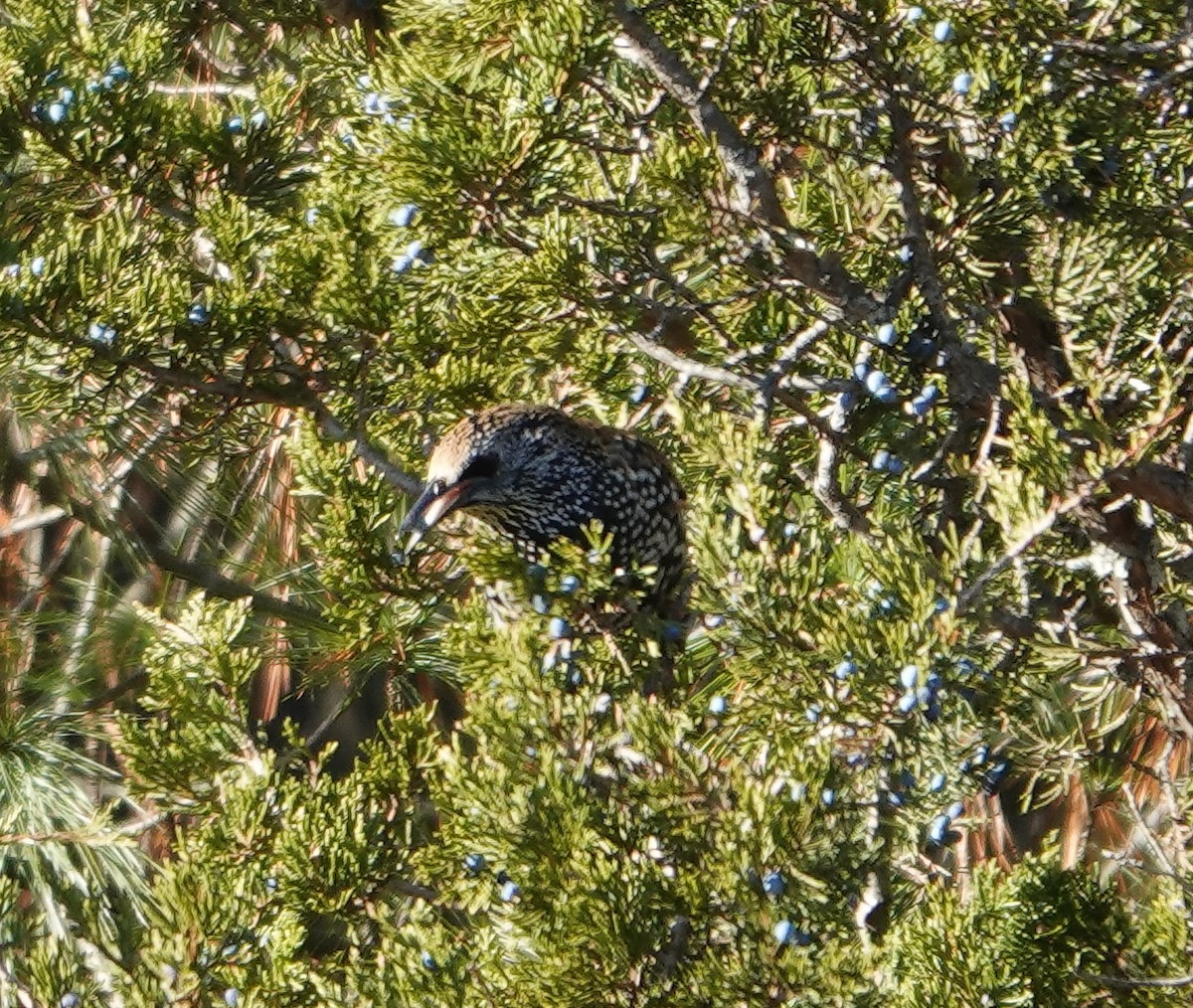 European Starling - ML612018631