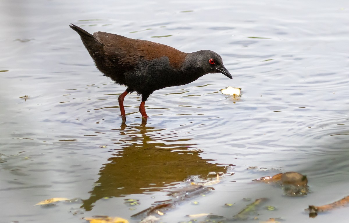 Spotless Crake - Jacob Crisp