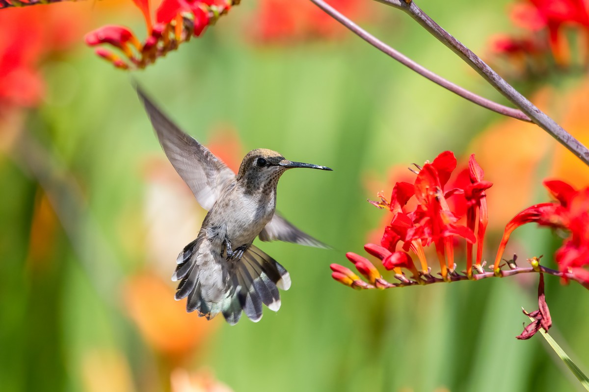 Anna's Hummingbird - Charlene Fortner
