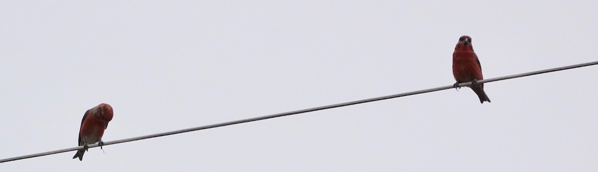 Шишкар ялиновий - ML612018789