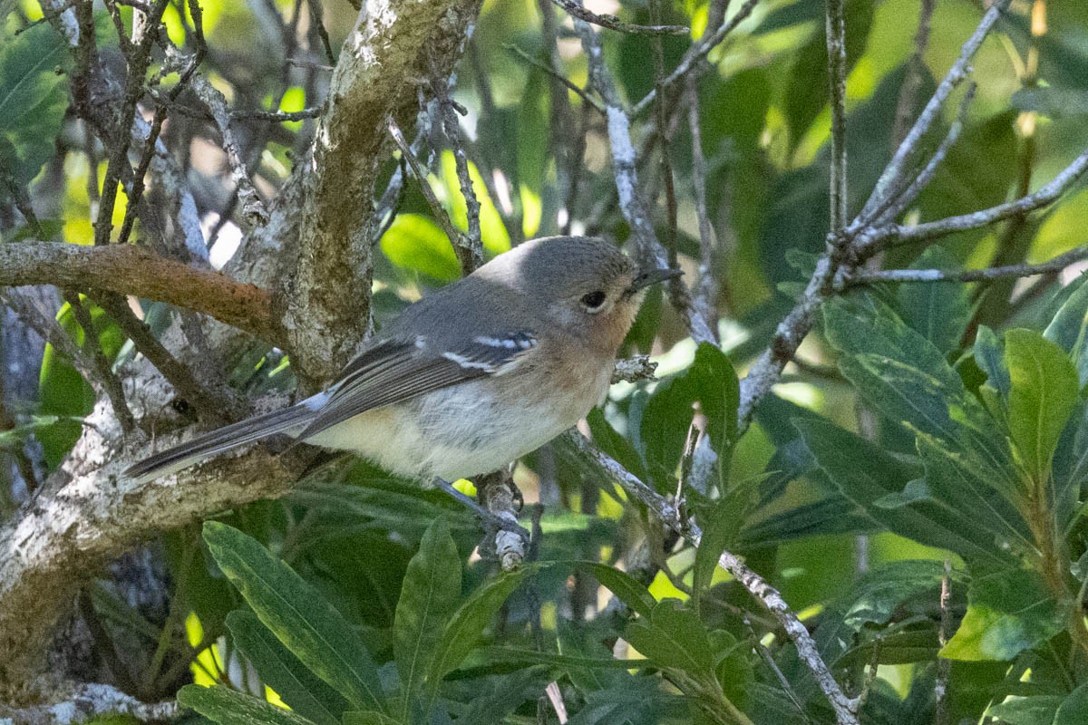 Kauai Elepaio - ML612018805