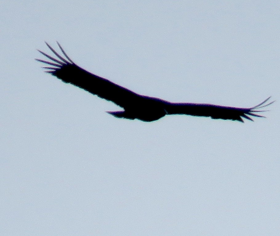 Black Vulture - ML612018845