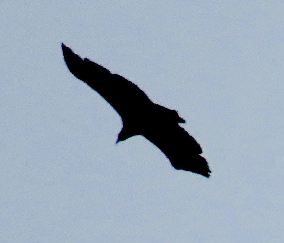 Black Vulture - ML612018846