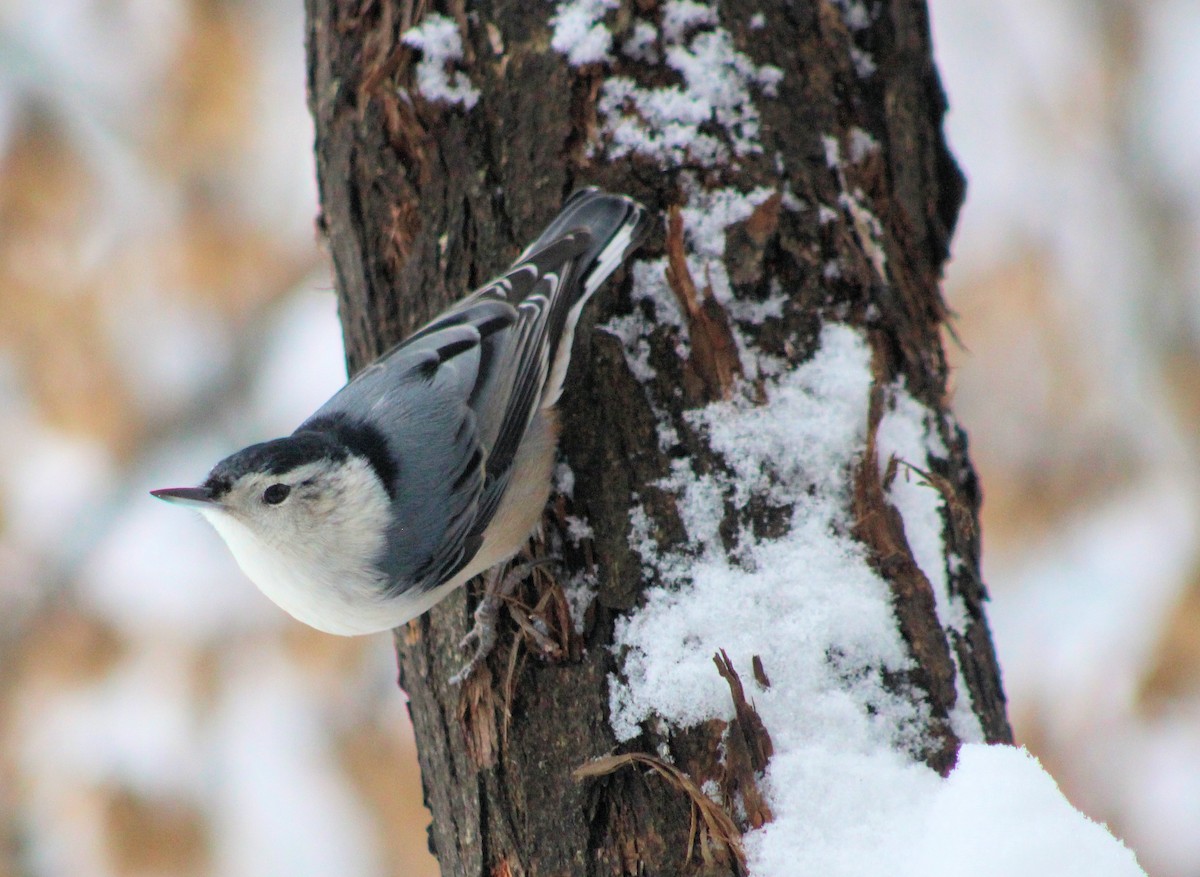 White-breasted Nuthatch - Jo-Anne McDonald