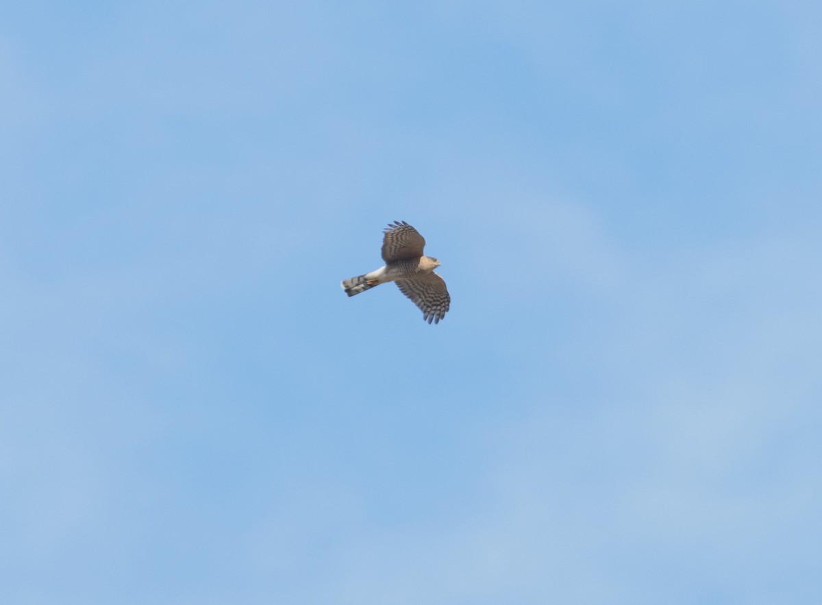 Sharp-shinned Hawk - ML612018898